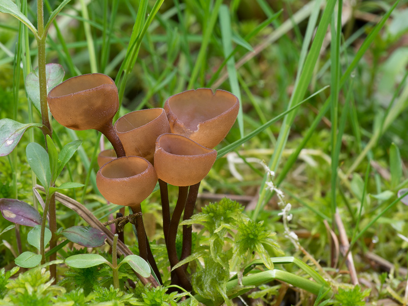 Myriosclerotinia caricis-ampullaceae